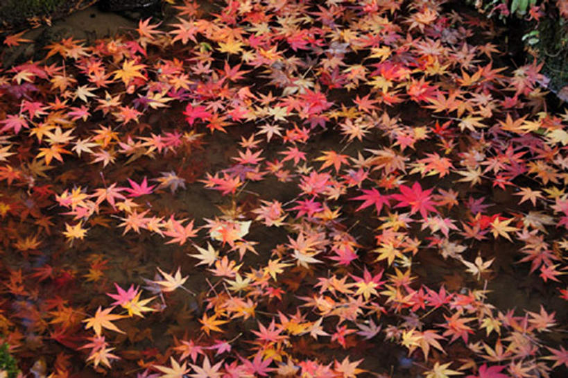 无人,横图,俯视,室外,特写,白天,旅游,度假,美景,枫树,叶子,日本,亚洲,景观,娱乐,红色,自然,享受,休闲,景色,放松,自然风光,东亚,本州,本州岛,日本国,近畿地方,近畿,滋贺,滋贺县,叶,叶片,彩图,高角度拍摄