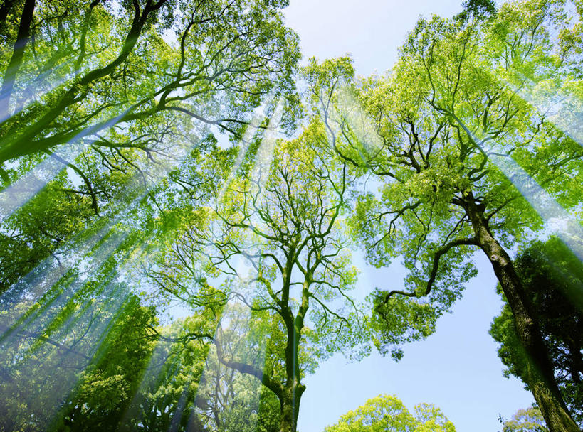 无人,横图,室外,白天,仰视,旅游,度假,美景,树林,植物,东京,日本,亚洲,阴影,光线,影子,景观,娱乐,树,树木,蓝色,绿色,蓝天,天空,阳光,自然,天,享受,休闲,景色,放松,生长,成长,自然风光,东亚,本州,关东地方,本州岛,日本国,东京都,涩谷,涉谷,涩谷区,明治神宫,彩图,低角度拍摄