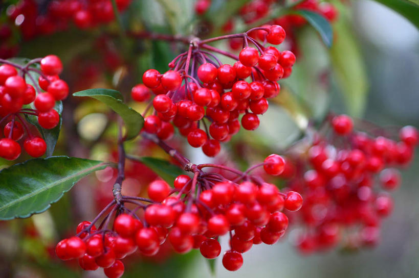 无人,横图,俯视,室外,特写,白天,旅游,度假,美景,植物,叶子,日本,亚洲,许多,阴影,光线,影子,景观,绿叶,草药,药草,娱乐,中药,红色,绿色,阳光,自然,享受,休闲,嫩叶,景色,放松,自然风光,药材,中草药,东亚,接骨木,中药材,本草,本州,关东地方,本州岛,日本国,崎玉,崎玉县,草珊瑚,接骨金粟兰,九节茶,九节风,九节花,肿节风,竹节茶,叶,叶片,叶脉,彩图,高角度拍摄