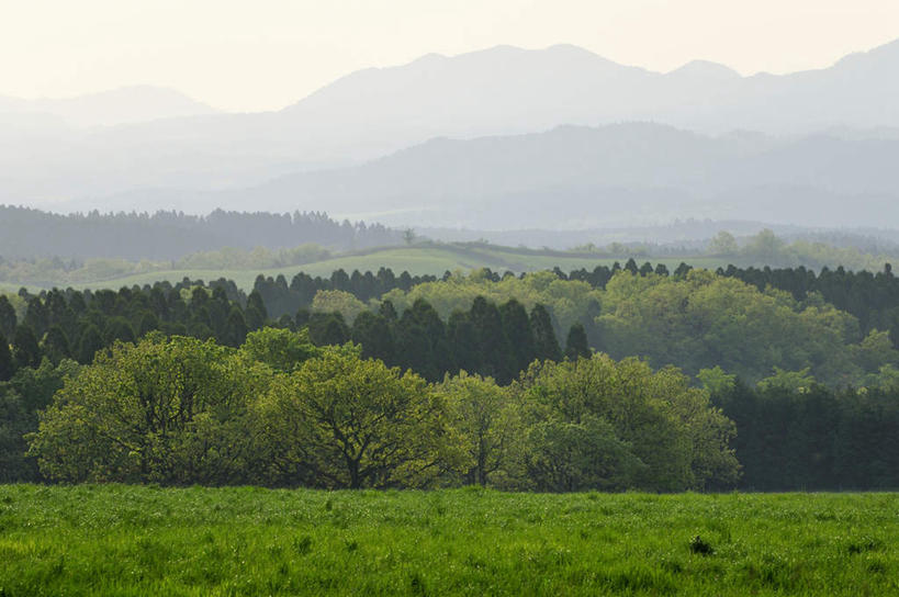 无人,横图,室外,白天,正面,旅游,度假,草地,草坪,美景,山,山脉,树林,植物,雾,大分县,日本,亚洲,阴影,光线,影子,景观,山峰,山峦,娱乐,草,树,树木,绿色,天空,自然,群山,天,享受,休闲,景色,放松,生长,成长,迷雾,自然风光,东亚,日本国,九州本岛,九州,九州岛,九州地方,大分,大雾,彩图