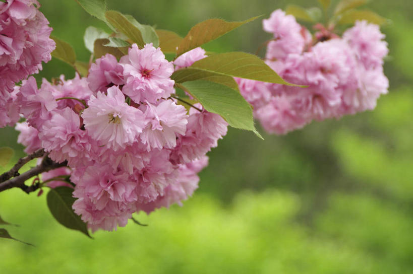 无人,横图,室内,特写,白天,正面,旅游,度假,美景,樱花,大分县,日本,亚洲,许多,阴影,朦胧,模糊,盛开,光线,影子,景观,花蕾,娱乐,花瓣,花朵,鲜花,粉色,自然,花苞,花蕊,享受,休闲,景色,放松,自然风光,东亚,日本国,九州本岛,九州,九州岛,九州地方,仙樱花,福岛樱,青肤樱,大分,荆桃,彩图