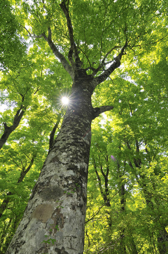 无人,竖图,室外,白天,仰视,旅游,度假,美景,叶子,日本,亚洲,许多,阴影,光线,影子,景观,绿叶,雪松,娱乐,树干,树枝,阳光,自然,享受,休闲,嫩叶,景色,放松,自然风光,东亚,本州,本州岛,日本国,中国地方,鸟取,鸟取县,叶,叶片,彩图,低角度拍摄