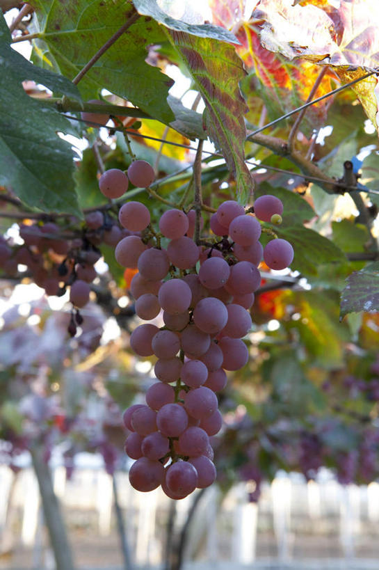 无人,竖图,室外,特写,白天,正面,旅游,度假,美景,葡萄,水果,叶子,日本,亚洲,许多,阴影,朦胧,模糊,新鲜,光线,影子,景观,生食,食品,果实,绿叶,娱乐,食物,紫色,阳光,自然,享受,休闲,嫩叶,景色,放松,有机食品,绿色食品,葡萄藤,自然风光,东亚,本州,本州岛,日本国,中部地方,山梨,山梨县,叶,叶片,山葫芦,蒲桃,草龙珠,彩图