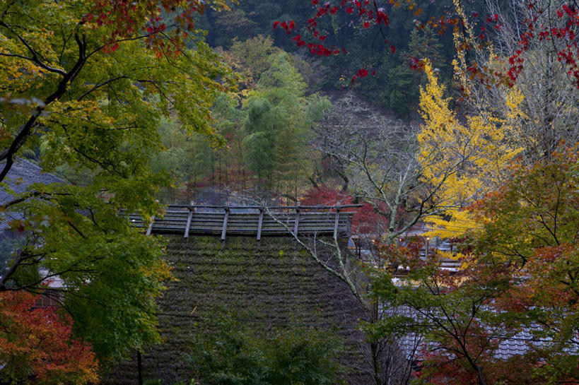 无人,横图,俯视,室外,白天,旅游,度假,美景,秋季,植物,标志建筑,地标,建筑,叶子,爱知县,日本,亚洲,许多,景观,建筑群,枯叶,落叶,娱乐,建设,树,树木,绿色,自然,享受,休闲,景色,放松,生长,成长,自然风光,东亚,本州,本州岛,日本国,中部地方,爱知,叶,叶片,秋,秋天,彩图,高角度拍摄