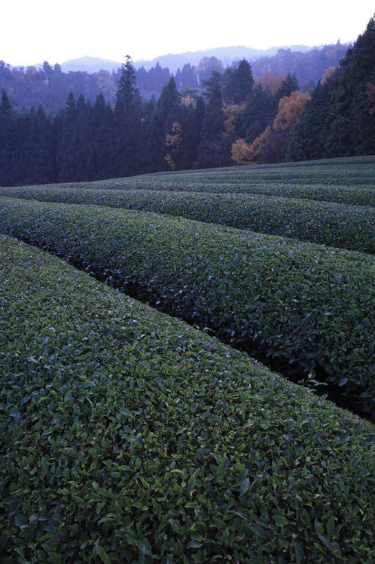 无人,农田,竖图,室外,白天,正面,旅游,度假,幸福,庄稼,农作物,美景,秋季,树林,植物,茶,叶子,奈良县,日本,亚洲,许多,景观,茶叶,枯叶,落叶,娱乐,茶园,树,树木,红色,蓝色,绿色,蓝天,天空,自然,天,享受,休闲,温馨,景色,放松,乐趣,生长,晴朗,成长,提神,舒适,自然风光,醒脑,东亚,本州,万里无云,本州岛,日本国,近畿地方,奈良,近畿,茶山,叶,叶片,晴空,晴空万里,秋,秋天,彩图,耕地,庄稼田