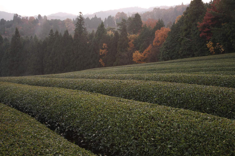 无人,农田,横图,室外,白天,正面,旅游,度假,幸福,庄稼,农作物,美景,秋季,树林,植物,茶,叶子,奈良县,日本,亚洲,许多,景观,茶叶,枯叶,落叶,娱乐,茶园,树,树木,红色,蓝色,绿色,蓝天,天空,自然,天,享受,休闲,温馨,景色,放松,乐趣,生长,晴朗,成长,提神,舒适,自然风光,醒脑,东亚,本州,万里无云,本州岛,日本国,近畿地方,奈良,近畿,茶山,叶,叶片,晴空,晴空万里,秋,秋天,彩图,耕地,庄稼田