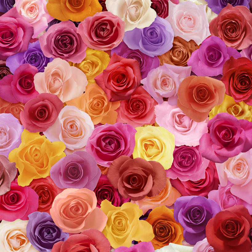 无人,方图,插画,室内,白天,正面,爱情,幸福,纯洁,热情,数码,科技,玫瑰,许多,阴影,盛开,网络,玫瑰花,高光,几何,计算机图形,浪漫,合成,花蕾,图画,画,花,花瓣,花朵,鲜花,排列,粉色,黄色,红色,紫色,花苞,花蕊,温暖,温馨,橘色,恩爱,电脑合成图,数码合成图,和睦,队列,感动,漫画,写实,具体,具象,尊敬,天真,刺玫花,徘徊花,墙纸,彩图,融洽