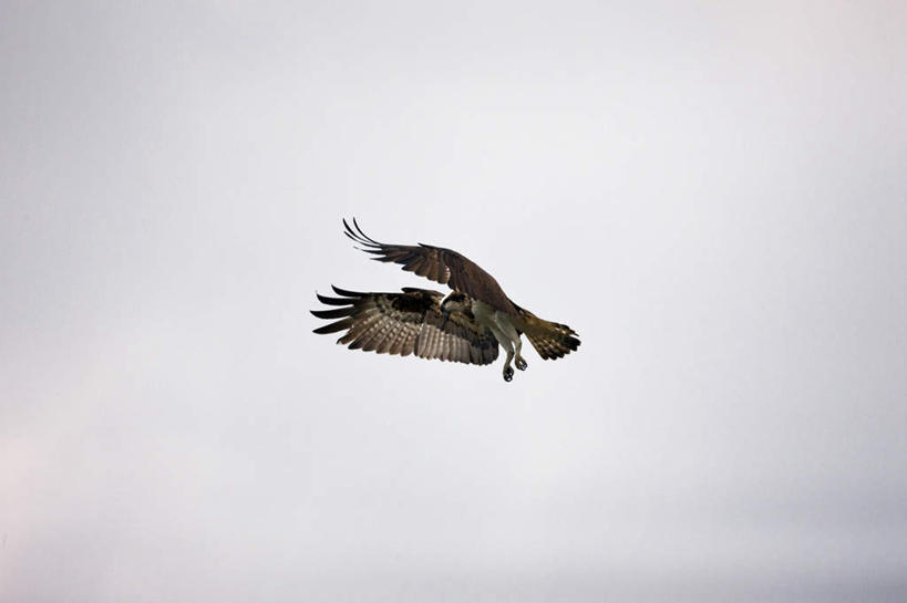 无人,横图,室外,白天,仰视,鸟,野生动物,鹰,一头,飞翔,伸展,张开,展翅,阴影,飞行,光线,翅膀,鸟类,影子,翱翔,注视,飞舞,蓝色,蓝天,天空,阳光,动物,天,观察,看,观看,察看,关注,凶猛,张开翅膀,鸢,遨游,漫游,展开翅膀,残暴,凶残,老鹰,彩图,低角度拍摄,全身