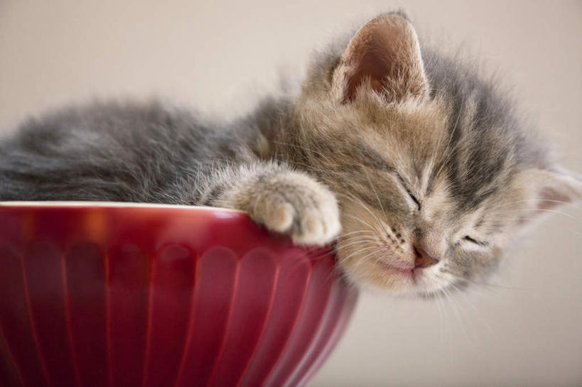 无人,闭眼,睡,横图,室内,特写,白天,正面,宠物,猫,餐具,阴影,棕色背景,反射,影子,一只,红色,动物,碗,趴着,可爱,摄影,影棚,猫咪,进餐用具,烹调用具,闭眼睛,闭着眼,闭着眼睛,困,困觉,趴,寝息,睡觉,半身,彩图,影棚拍摄,拍摄