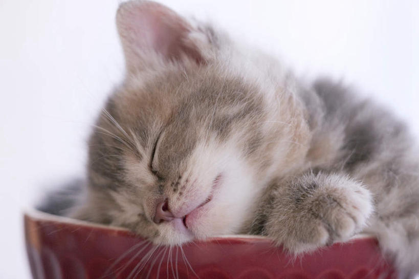 无人,闭眼,睡,横图,室内,特写,白天,白色背景,正面,宠物,猫,餐具,阴影,反射,影子,一只,红色,动物,碗,靠,靠着,趴着,可爱,摄影,影棚,猫咪,进餐用具,烹调用具,闭眼睛,闭着眼,闭着眼睛,困,困觉,趴,寝息,睡觉,半身,彩图,影棚拍摄,拍摄