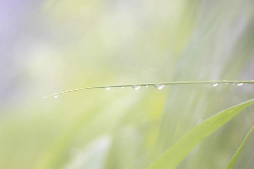 无人,横图,室外,特写,白天,正面,水,露水,叶子,大分县,日本,亚洲,阴影,朦胧,模糊,透明,光线,液体,影子,水滴,绿叶,水珠,阳光,露珠,嫩叶,生机,剔透,东亚,日本国,九州本岛,九州,九州岛,九州地方,灵动,大分,通明,叶,叶片,彩图,晶莹,坠落