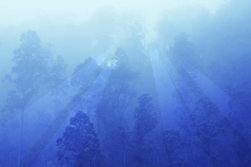 无人,横图,室外,白天,正面,旅游,度假,美景,森林,树林,植物,雾,日本,亚洲,朦胧,模糊,景观,娱乐,树,树木,绿色,自然,享受,休闲,景色,放松,生长,成长,迷雾,自然风光,东亚,本州,三重县,本州岛,日本国,近畿地方,近畿,三重,大雾,彩图