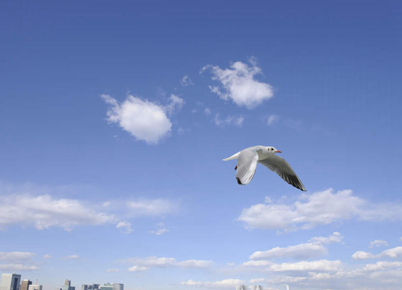 无人,横图,室外,白天,仰视,旅游,度假,美景,鸽子,飞翔,飞行,景观,云,云朵,翱翔,云彩,娱乐,飞舞,一只,蓝色,白云,蓝天,天空,自然,天,享受,休闲,景色,放松,晴朗,自然风光,晴空,彩图,低角度拍摄