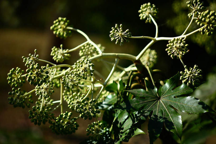无人,横图,室外,特写,白天,正面,旅游,度假,美景,植物,日本,亚洲,许多,阴影,朦胧,模糊,盛开,光线,影子,景观,娱乐,花,花瓣,花朵,花卉,鲜花,绿色,阳光,自然,花蕊,享受,休闲,景色,放松,自然风光,东亚,本州,关东地方,本州岛,日本国,崎玉,崎玉县,八角金盘,八角金盆,八叶金盘,彩图