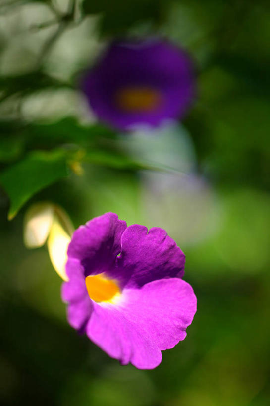 无人,竖图,室外,特写,白天,正面,旅游,度假,美景,植物,叶子,日本,亚洲,阴影,朦胧,模糊,盛开,光线,影子,景观,绿叶,娱乐,花,花瓣,花朵,花卉,鲜花,两朵,蓝色,阳光,自然,花蕊,享受,休闲,嫩叶,景色,放松,黑眼苏珊,自然风光,东亚,本州,关东地方,本州岛,日本国,崎玉,崎玉县,翼柄老雅嘴,翼叶山牵牛,叶,叶片,彩图