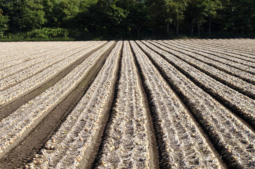 无人,农田,横图,俯视,室外,白天,旅游,度假,农业,庄稼,农作物,美景,森林,树林,植物,北海道,日本,亚洲,一排,整齐,稻田,景观,娱乐,树,树木,排列,绿色,自然,享受,休闲,景色,放松,生长,成长,队列,自然风光,东亚,日本国,北海道地方,北海道岛,富良野,道北,富良野市,彩图,高角度拍摄,耕地,庄稼田,上川支厅