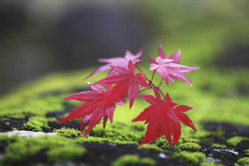 无人,横图,室外,特写,白天,正面,旅游,度假,美景,植物,叶子,奈良县,日本,亚洲,朦胧,模糊,景观,青苔,苔藓,娱乐,红色,绿色,自然,享受,休闲,景色,放松,自然风光,东亚,本州,本州岛,日本国,近畿地方,奈良,近畿,鸡爪槭,叶,叶片,鸡爪枫,彩图