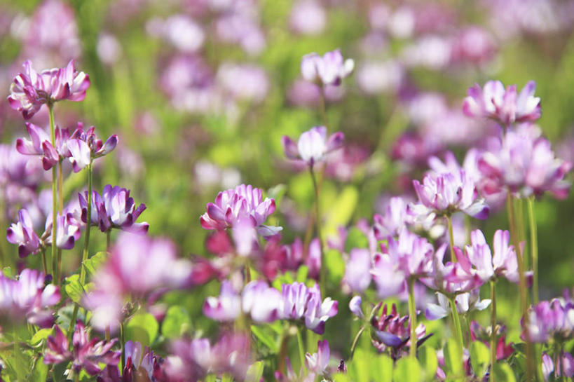 无人,横图,俯视,室外,特写,白天,旅游,度假,花海,花圃,美景,植物,叶子,日本,亚洲,许多,朦胧,模糊,盛开,景观,绿叶,花蕾,娱乐,花,花瓣,花朵,花卉,鲜花,绿色,紫色,自然,花丛,花田,花苞,花蕊,享受,休闲,嫩叶,景色,放松,大阪,生长,成长,自然风光,东亚,紫云英,红花草,本州,大阪府,本州岛,日本国,近畿地方,近畿,翘摇,叶,叶片,彩图,高角度拍摄