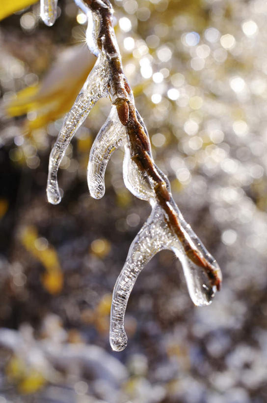 无人,竖图,室外,特写,白天,正面,旅游,度假,美景,植物,北海道,日本,亚洲,朦胧,模糊,景观,冰柱,娱乐,树,树木,树枝,绿色,自然,享受,休闲,景色,放松,生长,成长,自然风光,东亚,日本国,北海道地方,北海道岛,美瑛町,美瑛,彩图