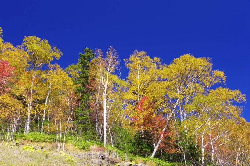无人,横图,室外,白天,仰视,旅游,度假,美景,森林,树林,植物,北海道,日本,亚洲,景观,娱乐,树,树木,蓝色,绿色,蓝天,天空,自然,天,享受,休闲,景色,放松,生长,晴朗,成长,自然风光,东亚,万里无云,日本国,北海道地方,北海道岛,道北,晴空,晴空万里,彩图,低角度拍摄,上川支厅