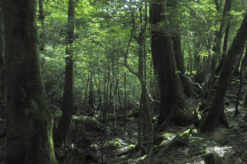 无人,横图,室外,白天,正面,旅游,度假,美景,森林,树林,植物,鹿儿岛,日本,亚洲,阴影,光线,影子,景观,娱乐,树,树木,绿色,阳光,自然,享受,休闲,景色,放松,生长,成长,自然风光,东亚,日本国,九州本岛,九州,九州岛,九州地方,鹿儿岛县,屋久岛,彩图