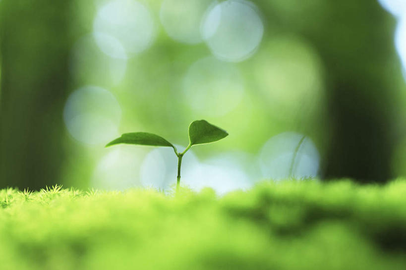 无人,横图,室外,特写,白天,正面,旅游,度假,草地,草坪,美景,植物,鹿儿岛,日本,亚洲,阴影,朦胧,模糊,光线,影子,景观,娱乐,幼苗,草,绿色,阳光,自然,嫩芽,享受,休闲,景色,放松,生长,成长,生机,自然风光,东亚,日本国,九州本岛,九州,九州岛,九州地方,鹿儿岛县,灵动,屋久岛,彩图