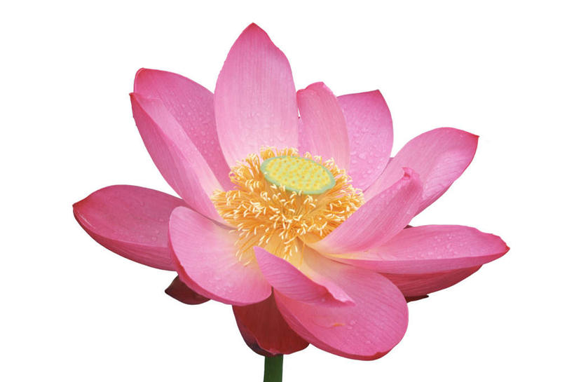 无人,横图,俯视,室内,特写,白天,白色背景,纯洁,莲花,盛开,花蕾,花,花瓣,花朵,鲜花,一朵,粉色,花苞,花蕊,摄影,影棚,富贵,神圣,纯净,六月花神,正直,荷花,六月春,藕花,水芙蓉,彩图,高角度拍摄,影棚拍摄,拍摄