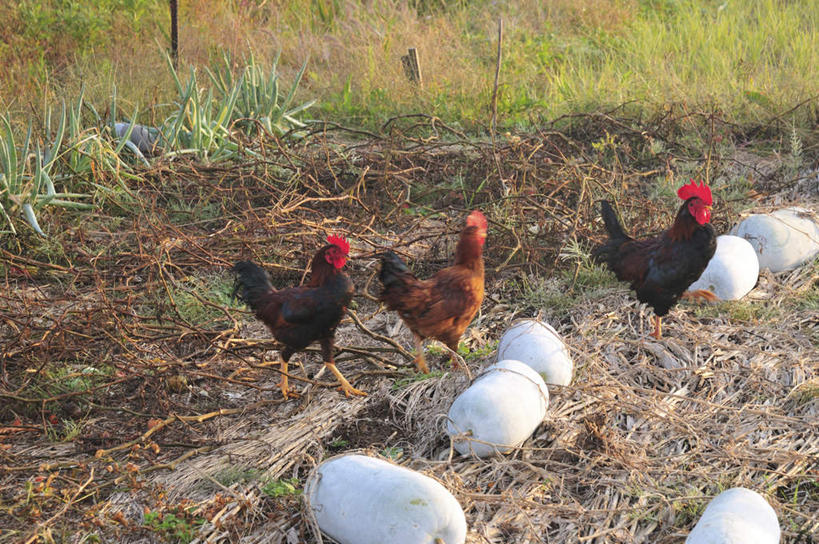 无人,站,横图,俯视,室外,白天,旅游,度假,草地,草坪,美景,植物,鸡,蔬菜,三只,阴影,新鲜,光线,影子,景观,鸡冠,食品,注视,娱乐,冬瓜,家禽,草,食物,红色,绿色,白色,阳光,自然,动物,观察,看,站着,享受,休闲,景色,放松,牲畜,有机食品,绿色食品,观看,察看,关注,自然风光,站立,彩图,高角度拍摄