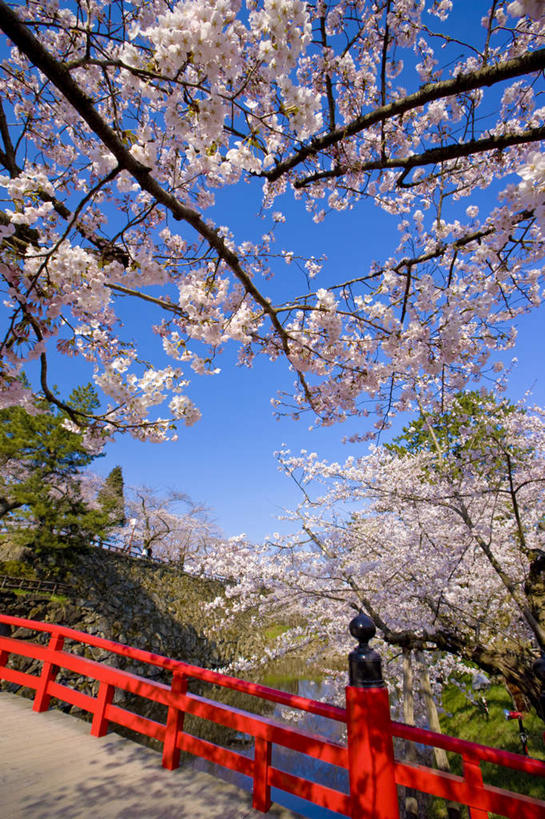 无人,竖图,室外,白天,正面,旅游,度假,美景,樱花,日本,亚洲,盛开,木板,景观,桥,木桥,花蕾,娱乐,栈桥,花,花瓣,花朵,鲜花,蓝色,蓝天,天空,自然,天,花苞,花蕊,享受,休闲,景色,放松,晴朗,人行桥,木板桥,自然风光,东亚,本州,万里无云,本州岛,日本国,青森,青森县,东北地方,仙樱花,福岛樱,青肤樱,弘前,弘前市,晴空,晴空万里,荆桃,彩图