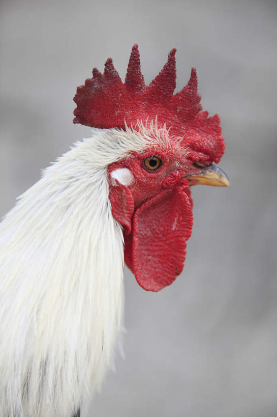 头,无人,站,竖图,室外,特写,白天,侧面,鸡,朦胧,模糊,鸡冠,注视,家禽,一只,红色,动物,观察,看,站着,牲畜,观看,察看,关注,头部,站立,半身,彩图