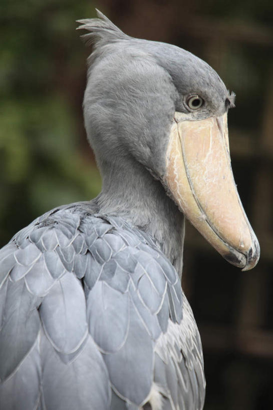 头,无人,站,竖图,室外,特写,白天,侧面,植物,鸟,朦胧,模糊,鸟类,树,树木,一只,绿色,自然,站着,生长,成长,鲸头鹳,鲸头鹤,靴嘴鹳,头部,站立,半身,彩图