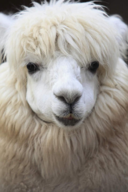 头,无人,站,笑,微笑,露齿笑,竖图,室外,特写,白天,正面,野生动物,一头,朦胧,模糊,黄色,动物,站着,可爱,活泼,羊驼,驼羊,头部,站立,半身,彩图