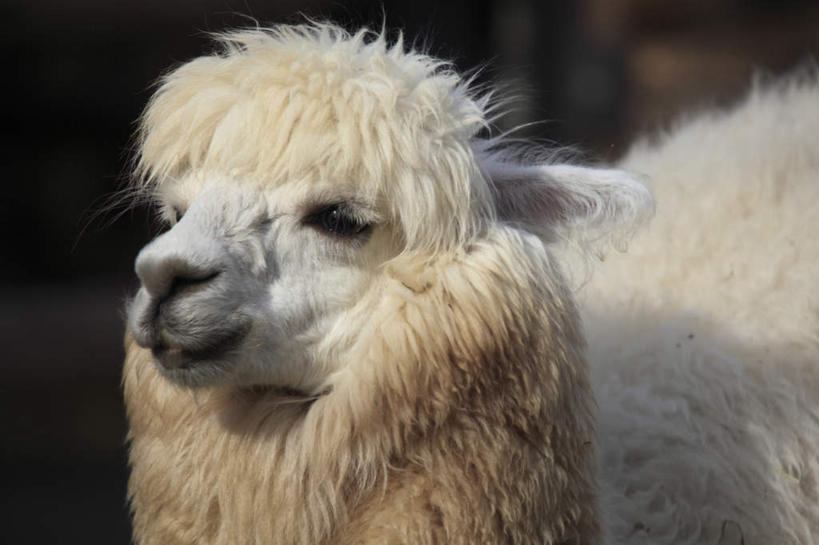 头,无人,站,笑,微笑,露齿笑,横图,室外,特写,白天,正面,野生动物,一头,阴影,朦胧,模糊,光线,影子,黄色,阳光,动物,站着,可爱,活泼,羊驼,驼羊,头部,站立,半身,彩图