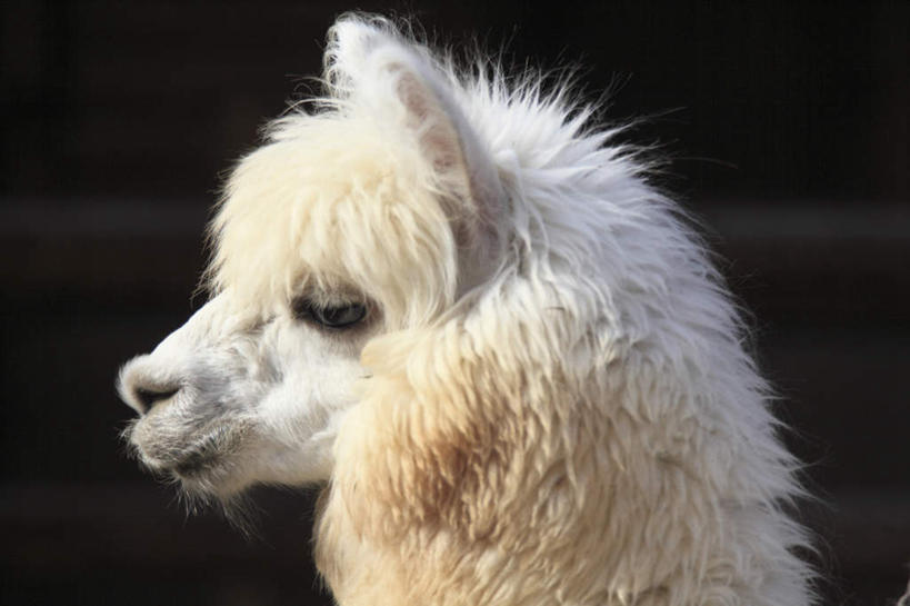 头,无人,站,笑,微笑,露齿笑,横图,室外,特写,白天,侧面,野生动物,一头,朦胧,模糊,黄色,动物,站着,可爱,活泼,羊驼,驼羊,头部,站立,半身,彩图