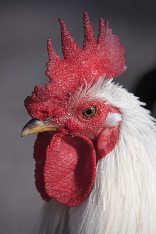 头,无人,站,竖图,室外,特写,白天,正面,鸡,阴影,朦胧,模糊,光线,影子,鸡冠,家禽,一只,阳光,动物,站着,牲畜,头部,公鸡,站立,半身,彩图