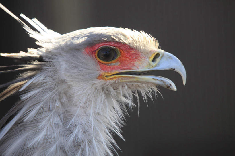 头,无人,站,横图,室外,特写,白天,侧面,鸟,野生动物,朦胧,模糊,鸟类,注视,一只,动物,观察,看,站着,观看,察看,关注,凶猛,鹭鹰,秘书鸟,蛇鹫,残暴,凶残,头部,站立,半身,彩图