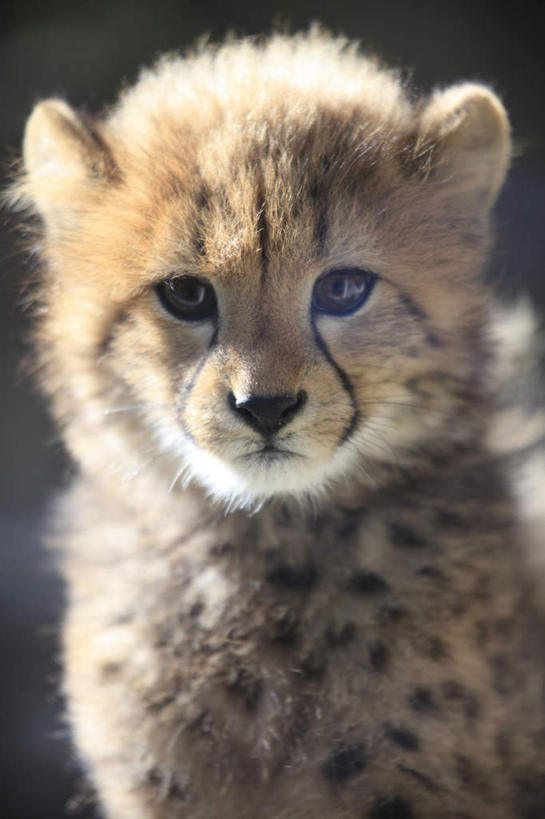 头,无人,站,竖图,室外,特写,白天,正面,豹子,野生动物,阴影,花纹,朦胧,模糊,光线,图案,影子,一只,阳光,动物,站着,金钱豹,凶猛,文豹,残暴,凶残,头部,花豹,豹,站立,半身,彩图