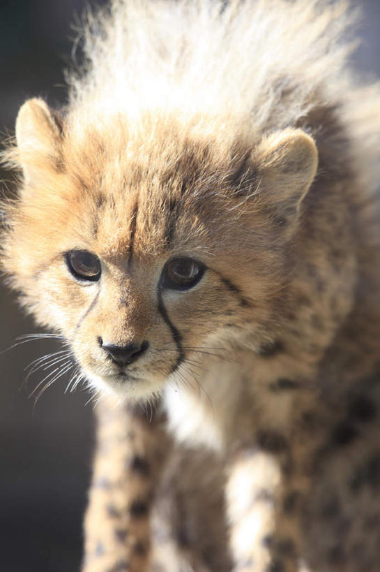 头,无人,竖图,室外,白天,正面,豹子,野生动物,阴影,花纹,朦胧,模糊,光线,图案,影子,一只,阳光,动物,金钱豹,凶猛,文豹,残暴,凶残,头部,花豹,豹,半身,彩图