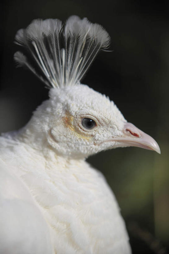 无人,站,竖图,室外,白天,侧面,树林,植物,孔雀,鸟,野生动物,阴影,朦胧,模糊,光线,鸟类,影子,美丽,漂亮,树,树木,一只,绿色,阳光,自然,动物,站着,可爱,活泼,生长,成长,吉祥,华贵,善良,越鸟,百鸟之王,站立,半身,彩图