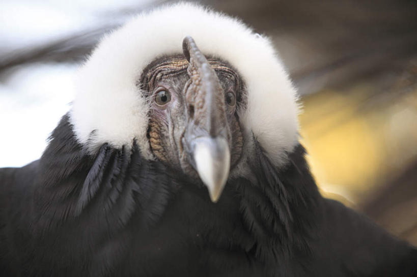 头,秃头,无人,站,横图,室外,特写,白天,正面,鸟,野生动物,鹰,朦胧,模糊,鸟类,一只,动物,站着,凶猛,鸢,残暴,凶残,头部,光头,无发,秃鹰,老鹰,站立,半身,彩图