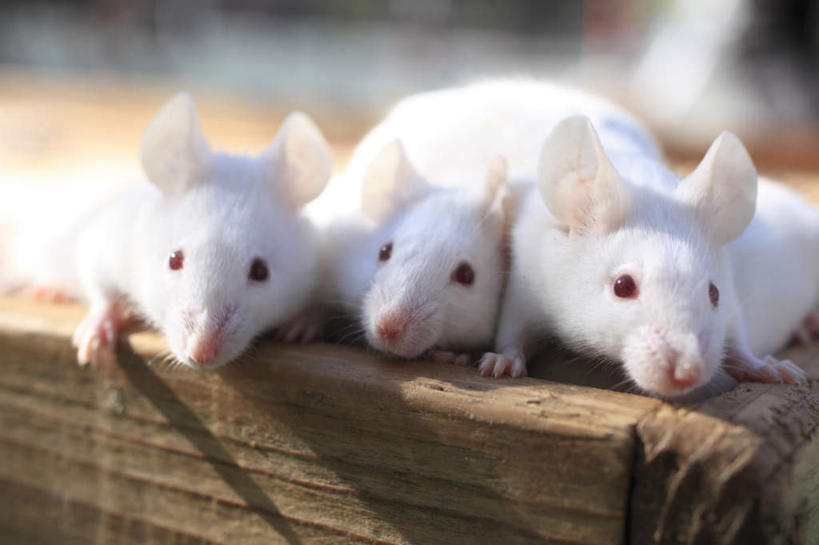 无人,横图,室外,特写,白天,正面,野生动物,老鼠,三只,阴影,朦胧,模糊,光线,细菌,木制,木盒,影子,白色,阳光,动物,木制品,容器,储藏,储存,病菌,传染,四害,耗子,半身,彩图,贮存