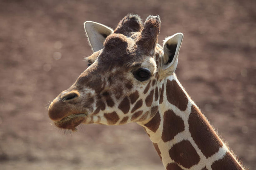 头,无人,站,横图,室外,特写,白天,侧面,植物,长颈鹿,鹿,野生动物,枯萎,朦胧,模糊,枯草,地面,草,黄色,动物,站着,可爱,活泼,头部,站立,半身,彩图
