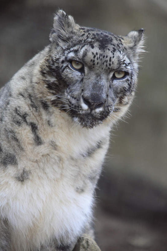 无人,站,竖图,室外,特写,白天,正面,野生动物,朦胧,模糊,地面,注视,一只,白色,动物,观察,看,站着,活泼,观看,察看,关注,雪豹,金钱豹,凶猛,文豹,残暴,凶残,花豹,豹,站立,半身,彩图