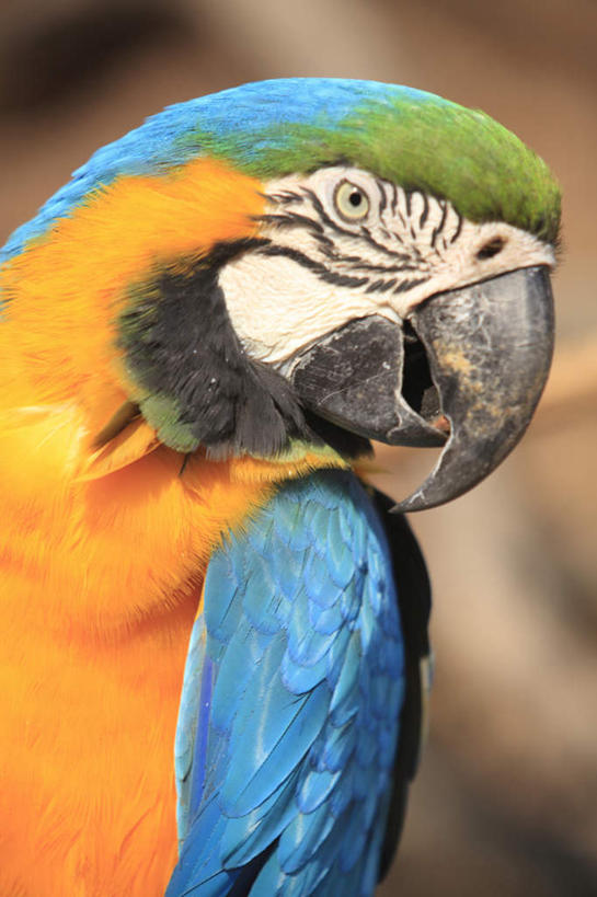 头,无人,竖图,室外,特写,白天,正面,鸟,鹦鹉,阴影,朦胧,模糊,光线,鸟类,影子,扭头,阳光,动物,转头,可爱,活泼,金刚鹦鹉,观赏鸟,头部,半身,彩图