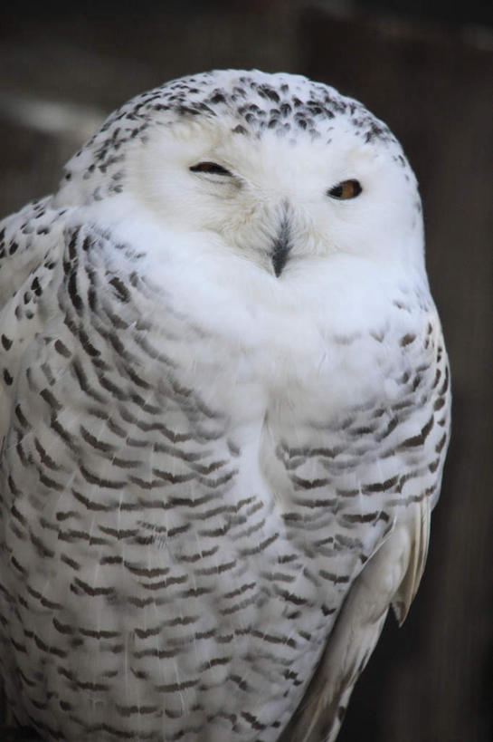 无人,站,竖图,室外,特写,白天,正面,猫头鹰,鸟,野生动物,花纹,条纹,朦胧,模糊,鸟类,一只,白色,动物,站着,卫生,斑纹,凶猛,纯真,洁净,光明,恬静,中间色,朴素,清白,残暴,凶残,鸮,枭,站立,半身,彩图