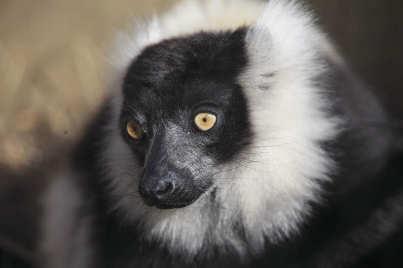 头,无人,坐,横图,室外,特写,白天,正面,猴,野生动物,猴子,朦胧,模糊,一只,动物,可爱,活泼,狐猴,斑狐猴,头部,坐着,半身,彩图