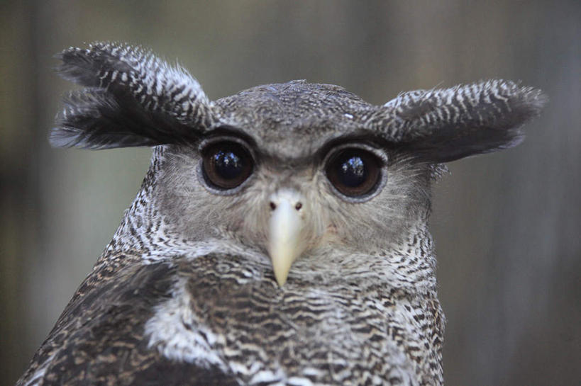 头,无人,站,横图,室外,特写,白天,正面,鸟,野生动物,鹰,朦胧,模糊,鸟类,扭头,注视,一只,动物,观察,看,站着,转头,观看,察看,关注,凶猛,鸢,残暴,凶残,头部,老鹰,站立,半身,彩图