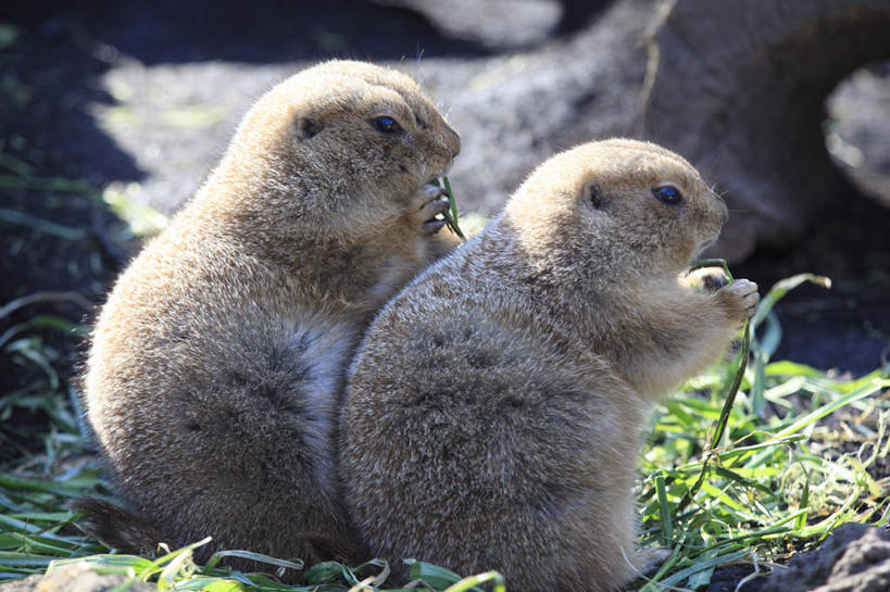 无人,站,举,横图,室外,特写,白天,正面,草地,草坪,植物,野生动物,阴影,朦胧,模糊,光线,影子,草,绿色,阳光,动物,托,站着,两只,可爱,活泼,土拨鼠,旱獭,天竺鼠,举起,举手,举着,向上举,向上伸,向上托,站立,半身,彩图
