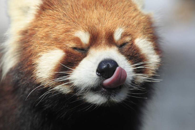 头,无人,闭眼,横图,室外,特写,白天,正面,野生动物,小熊猫,朦胧,模糊,注视,吐舌头,一只,动物,观察,看,伸舌头,鬼脸,吐舌,可爱,活泼,观看,察看,关注,红猫熊,小猫熊,头部,红熊猫,闭眼睛,闭着眼,闭着眼睛,半身,彩图