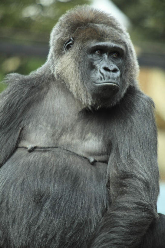 无人,站,竖图,室外,特写,白天,正面,植物,野生动物,猩猩,阴影,朦胧,模糊,光线,毛,影子,注视,树,树木,一只,绿色,阳光,自然,动物,观察,看,站着,活泼,生长,成长,观看,察看,关注,黄猩猩,红猩猩,红毛猩猩,站立,半身,彩图